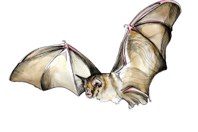 Greater horseshoe bat, Rhinolophus ferrumequinum